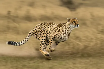 Illustration runs - Image 1