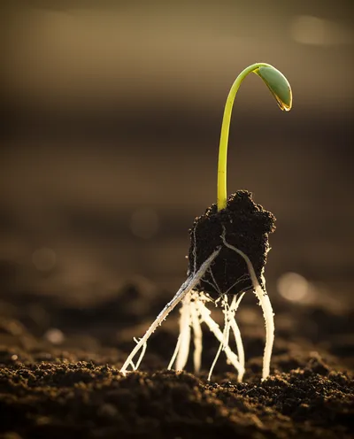 Illustration percolating - Image 1