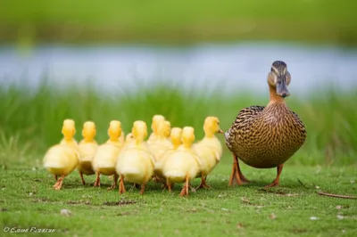 Illustration team - Image 1