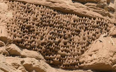 Illustration republicans - Image 1