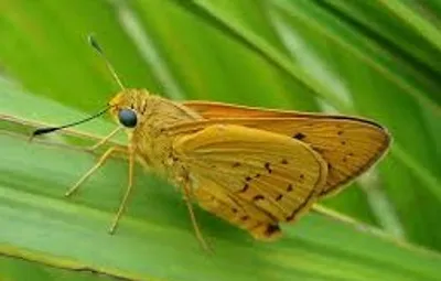 Hình ảnh minh họa skipper - Ảnh 2