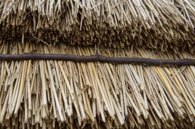 Illustration wattles - Image 1