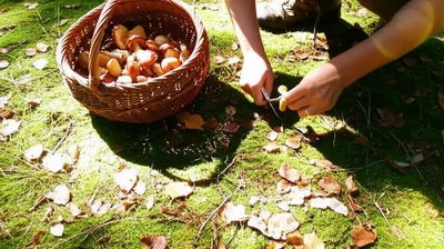 Illustration mushrooming - Image 1