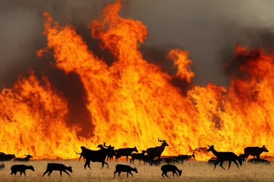 Illustration wildfires - Image 1