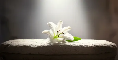 Illustration sacred - Image 1