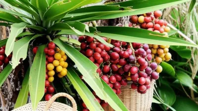 Illustration pinguins - Image 1