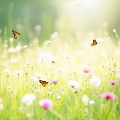 Illustration balmy - Image 1