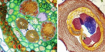 Illustration pigments