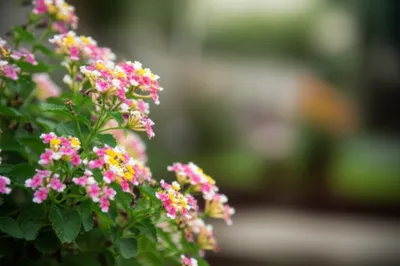 Illustration flours - Image 1