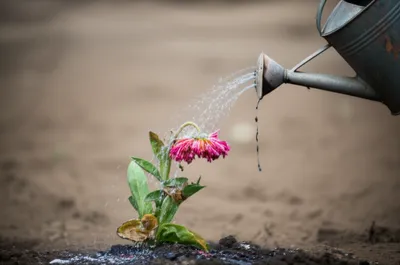 Illustration scorched - Image 1