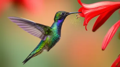 Illustration glanced - Image 1