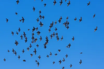 Illustration dissolves - Image 1