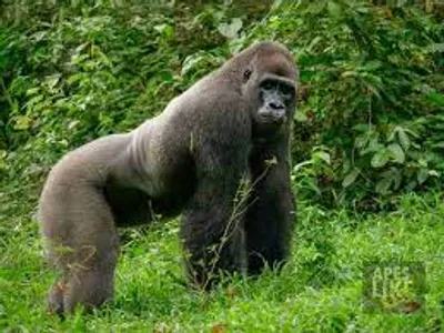 Illustration gorilla - Image 2