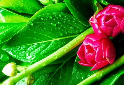 Illustration fresh - Image 1