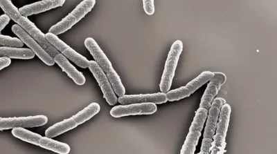 Illustration bacilli - Image 1