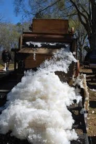 Illustration gin - Image 2