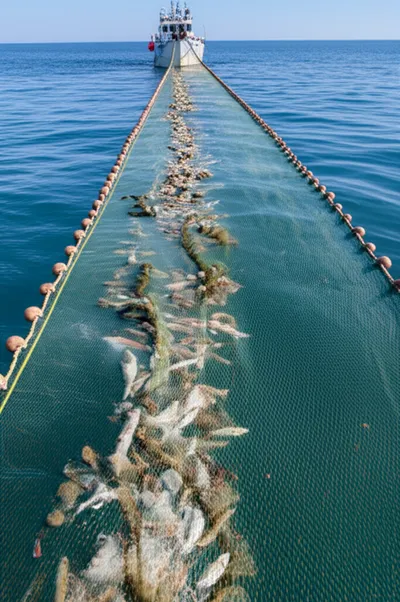 Illustration dragged - Image 1