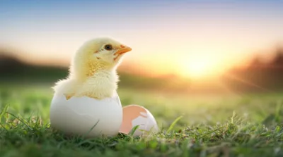 Illustration rear - Image 1