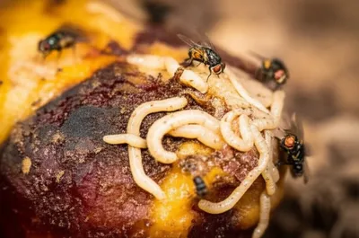 Illustration maggots