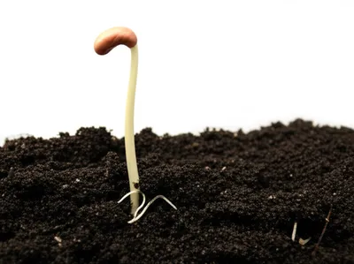 Illustration begins - Image 1