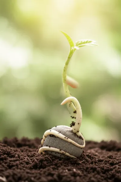 Illustration growing - Image 1