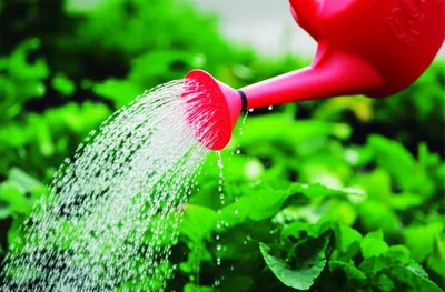 Illustration spraying - Image 1