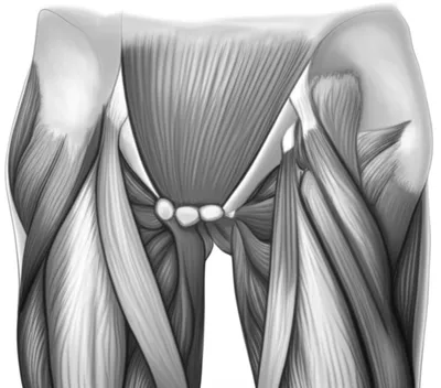 Illustration groin