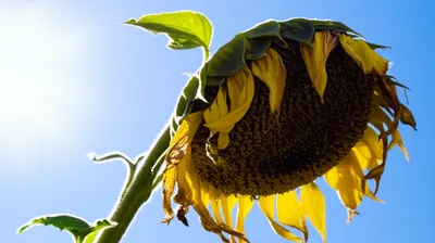 Illustration tired - Image 1