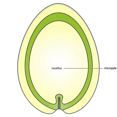 Illustration chalaza