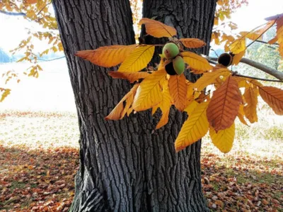 Illustration hickory