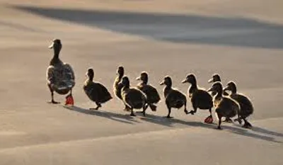 Illustration instinct - Image 2