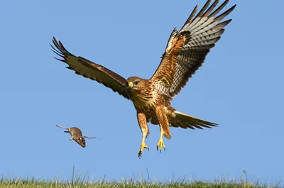 Illustration hawks - Image 1