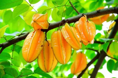 Illustration starfruit