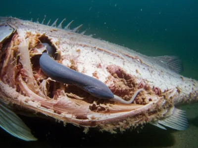 Illustration borer - Image 1