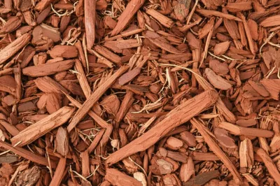 Illustration mulch - Image 1