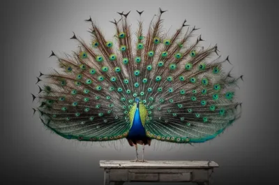 Illustration bombastic