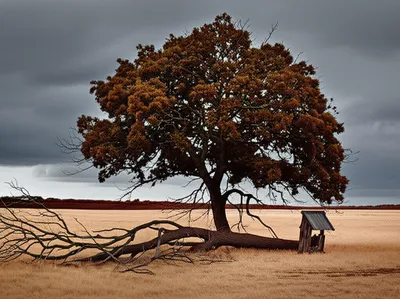 Illustration destroyed - Image 1