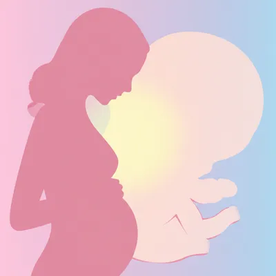 Illustration gestation