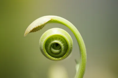 Illustration bud - Image 1