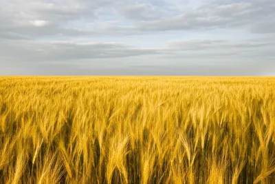 Hình ảnh minh họa bu - Ảnh 1