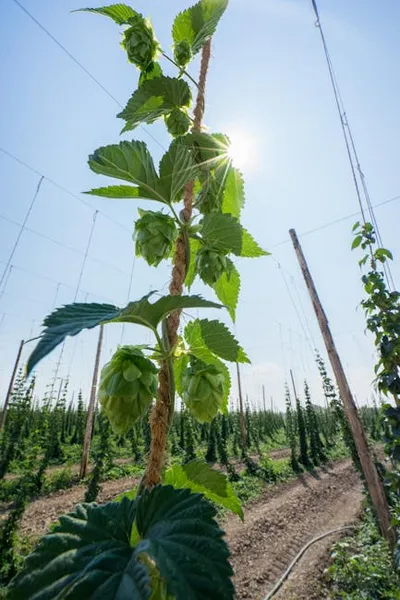 Illustration hops - Image 2