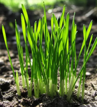 Illustration spears - Image 1