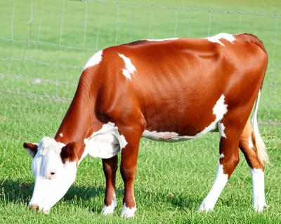 Illustration heifer - Image 1