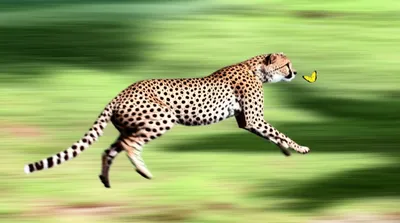 Illustration dash - Image 1