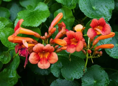 Illustration nasturtium