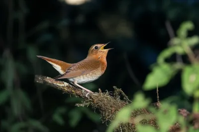 Illustration jugs - Image 1