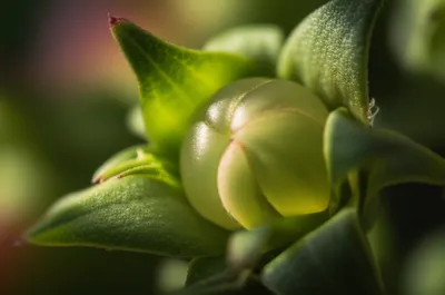 Illustration germinal - Image 1