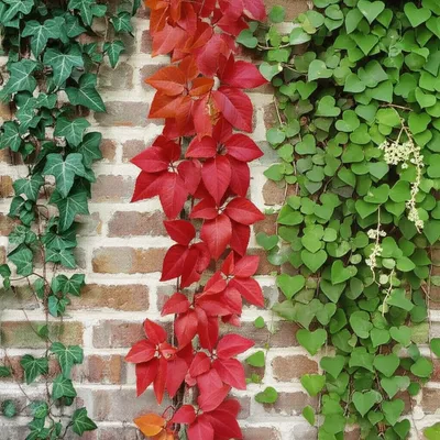 Illustration ivy - Image 1