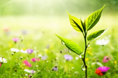 Illustration sappy - Image 1