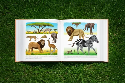 Illustration fauna - Image 1